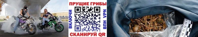 Псилоцибиновые грибы мицелий Светогорск